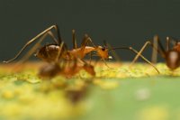 208 - RED ANT BLOWING BUBBLE - ROHAN MD TANVEER HASSAN - bangladesh